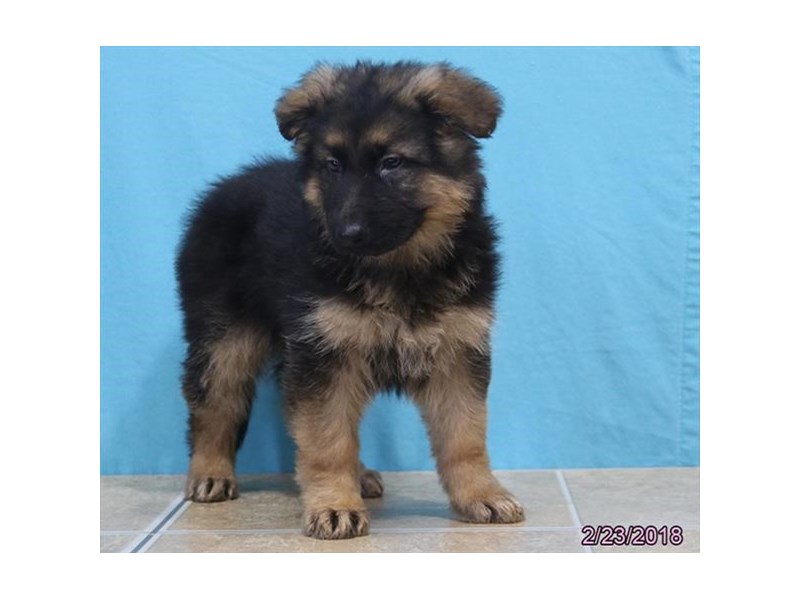 German Shepherd Dog