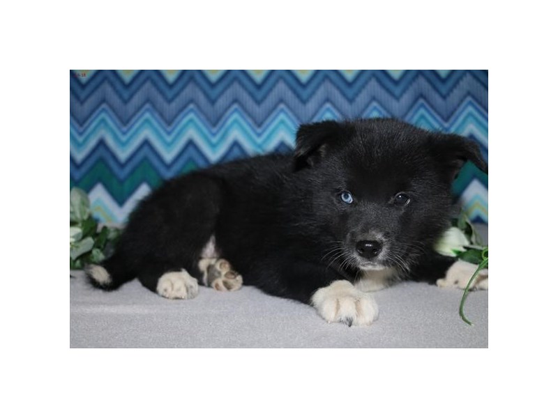 Pomsky
