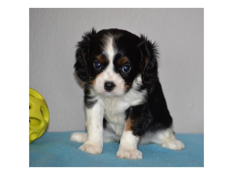 Cavalier King Charles Spaniel