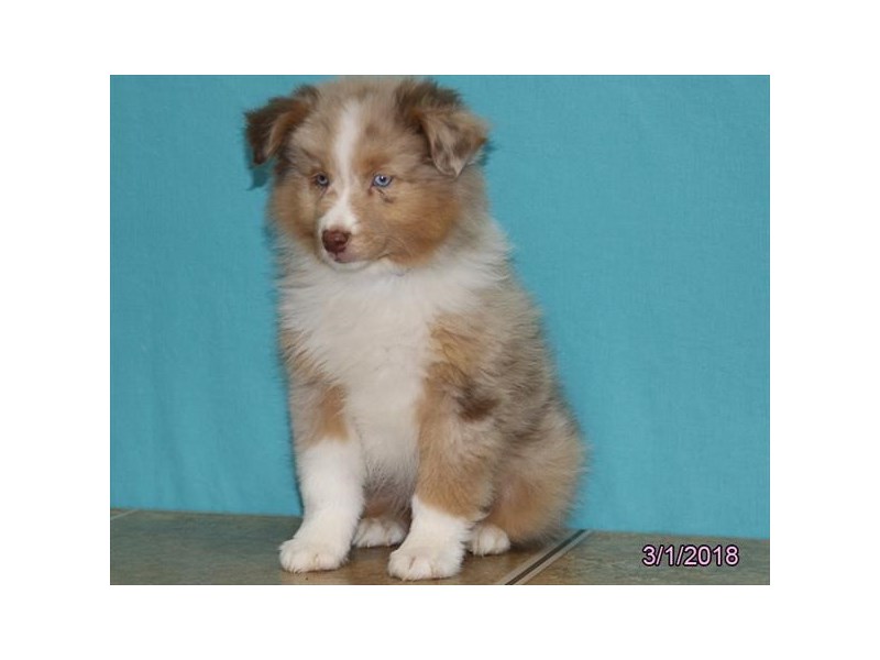 Australian Shepherd