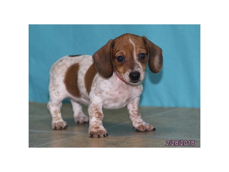Dachshund