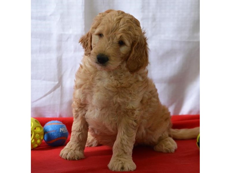 Goldendoodle