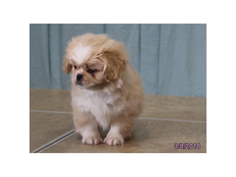 Pekingese