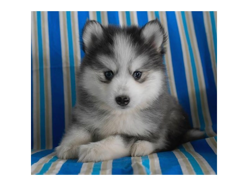 Pomsky