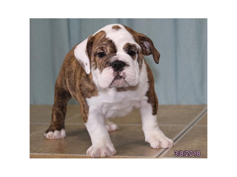 English Bulldog