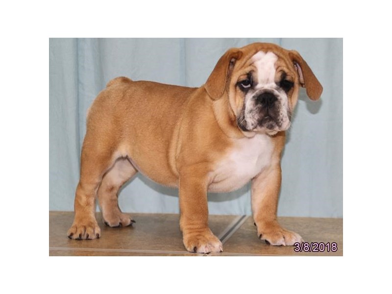 English Bulldog