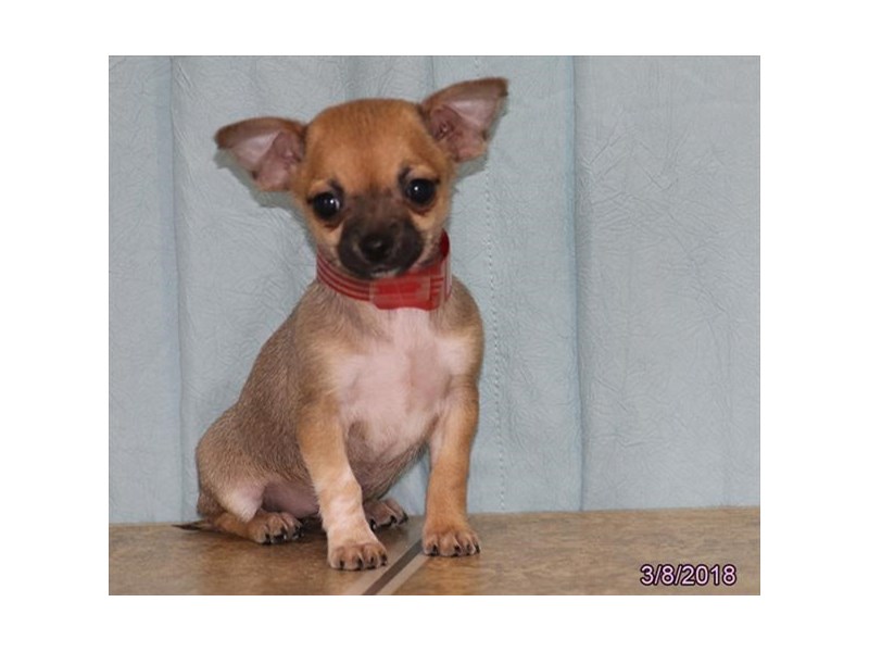 Chihuahua