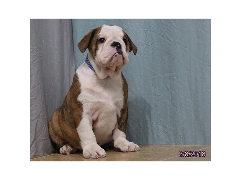 English Bulldog