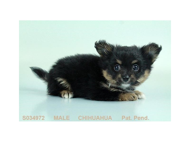 Chihuahua