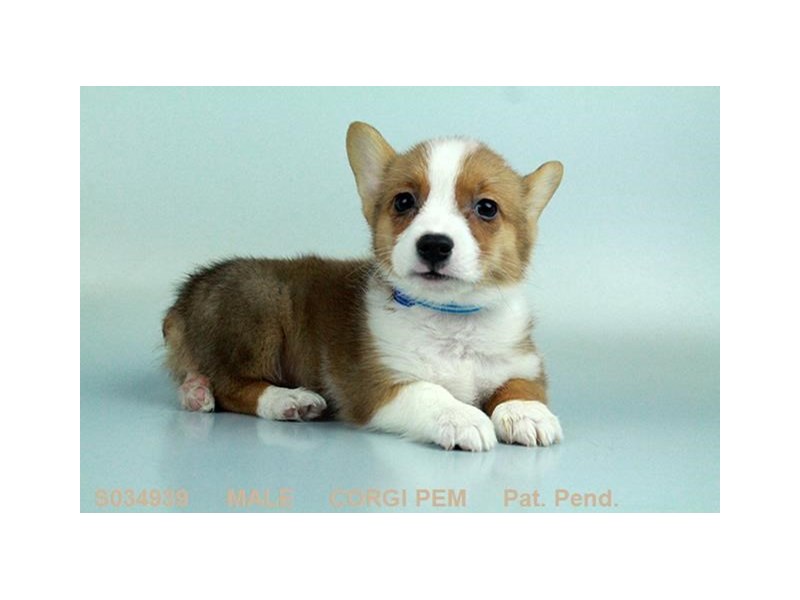 Pembroke Welsh Corgi
