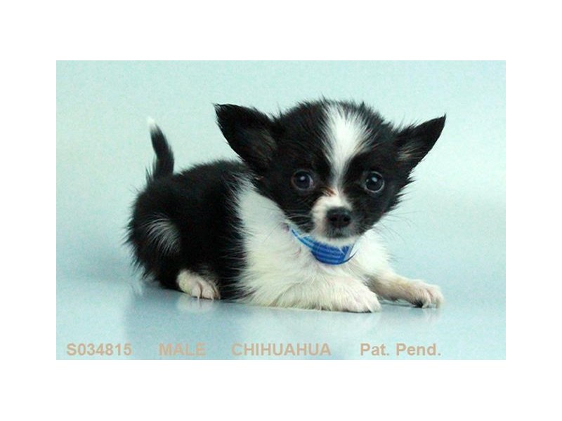 Chihuahua