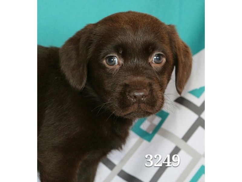 Labrador Retriever