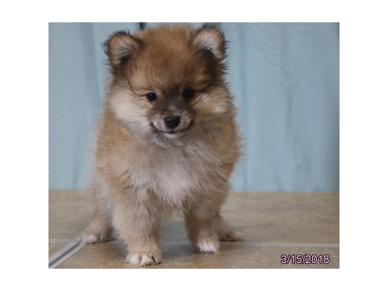 Pomeranian