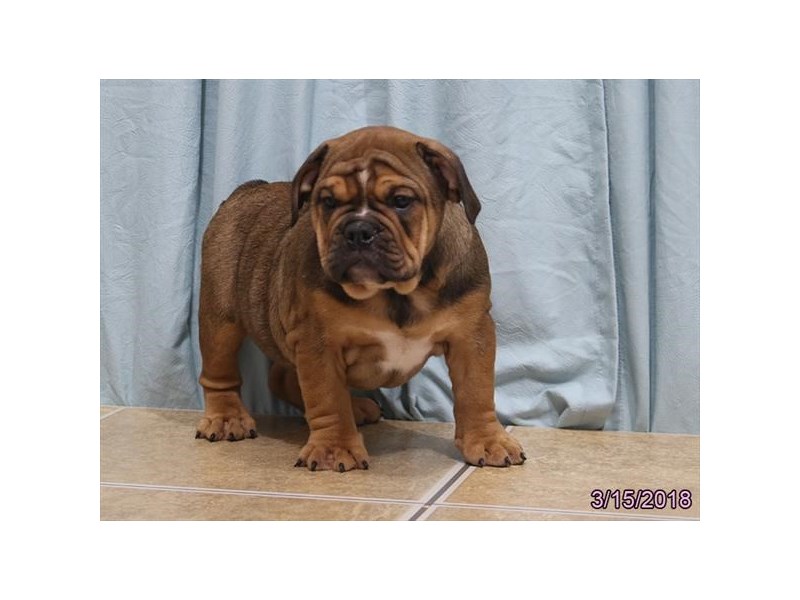 Victorian Bulldog