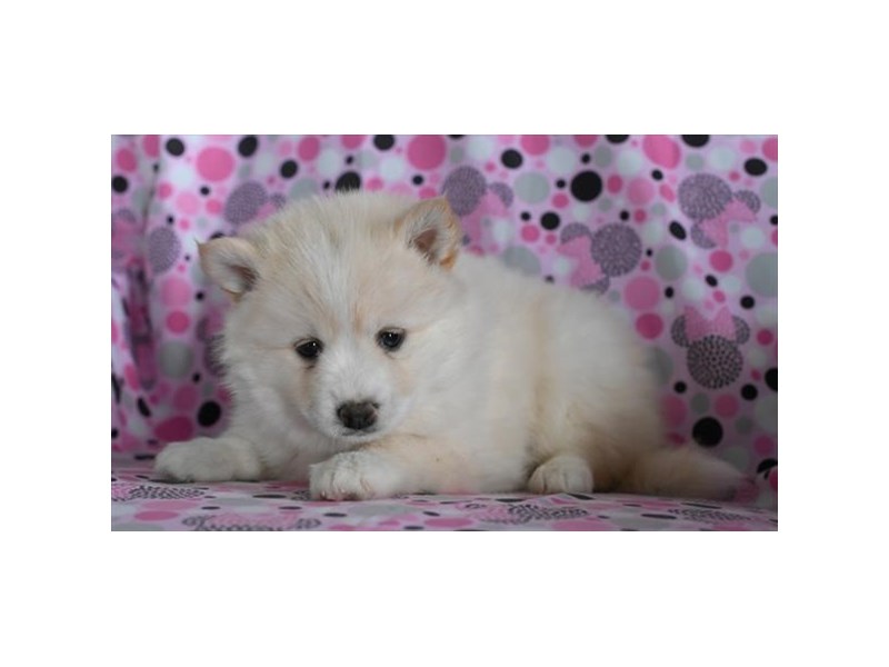 Pomsky