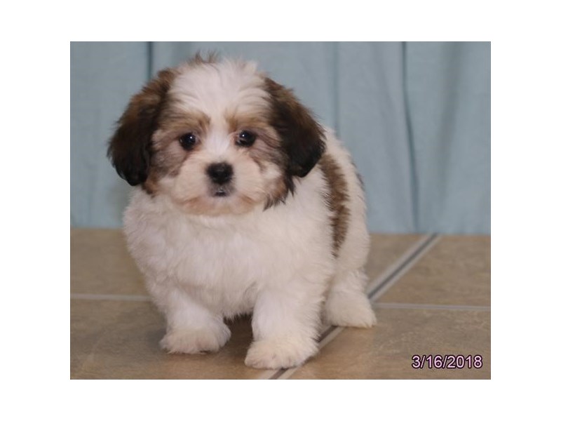 white teddy bear dog