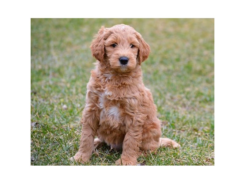Goldendoodle Mini 2nd Gen