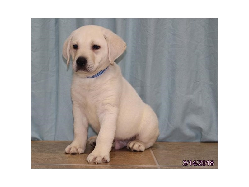 Labrador Retriever