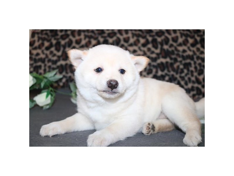 Shiba Inu