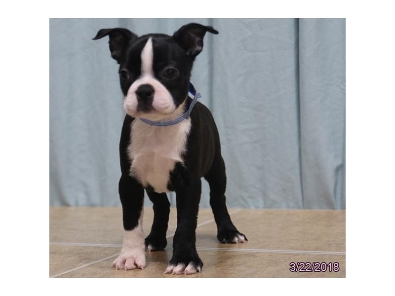 Boston Terrier