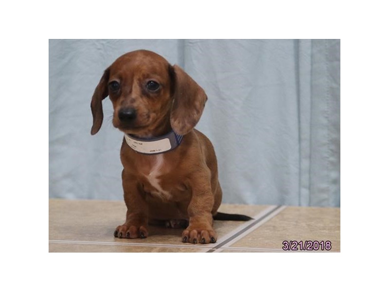 Dachshund