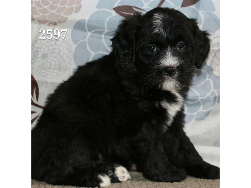 Miniature Poodle/Bernese Mountain Dog