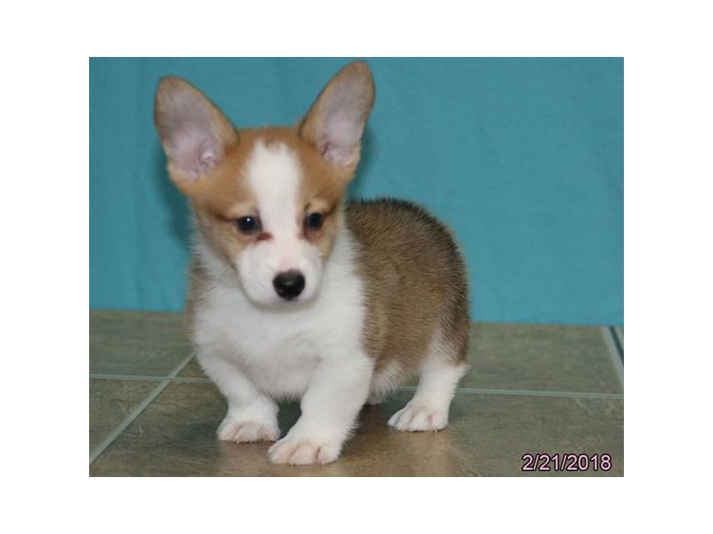 Pembroke Welsh Corgi