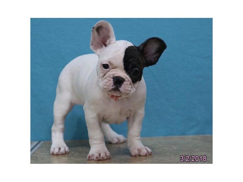French Bulldog