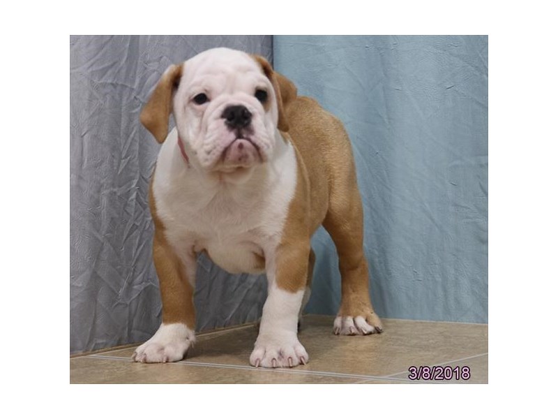 English Bulldog