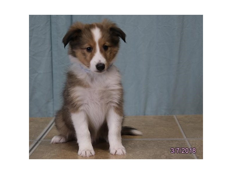 Shetland Sheepdog