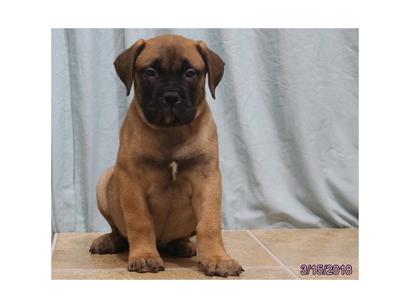 Bullmastiff
