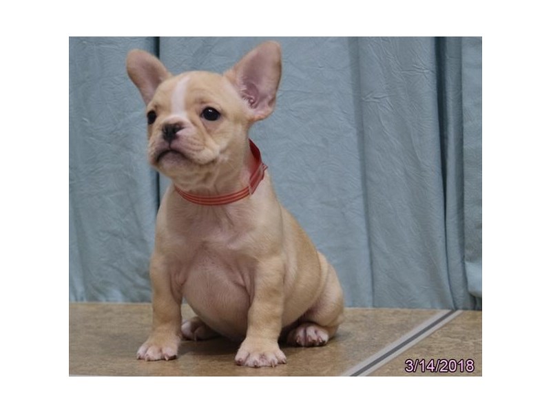 French Bulldog