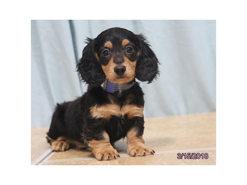 Dachshund