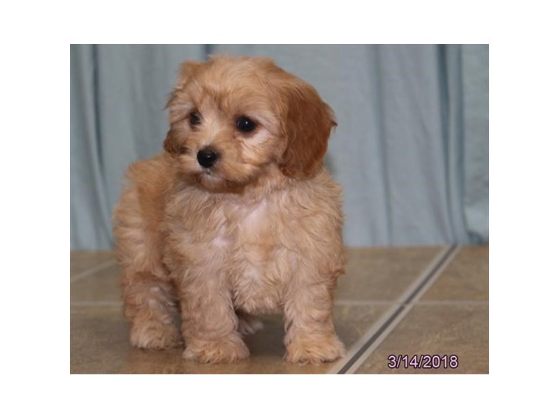 Cavachon