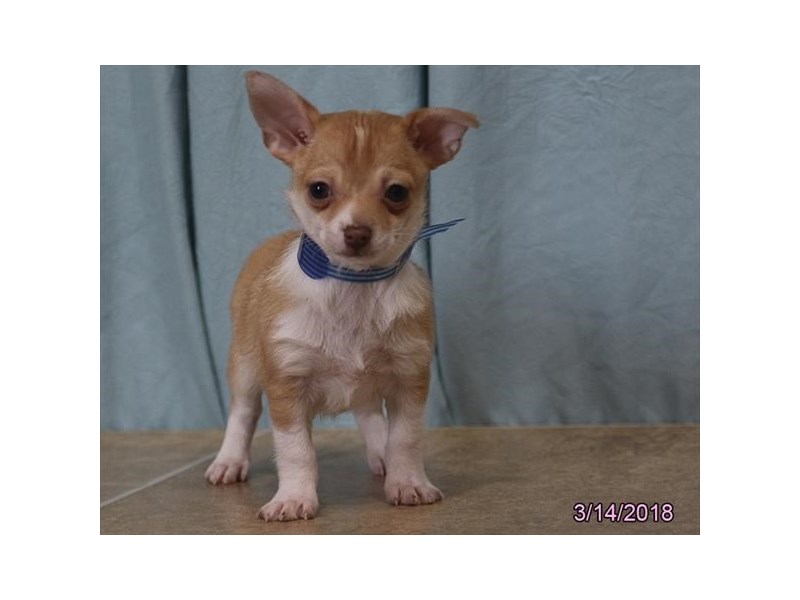 Chihuahua