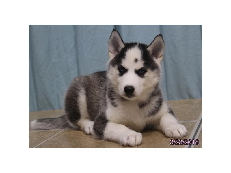 Siberian Husky