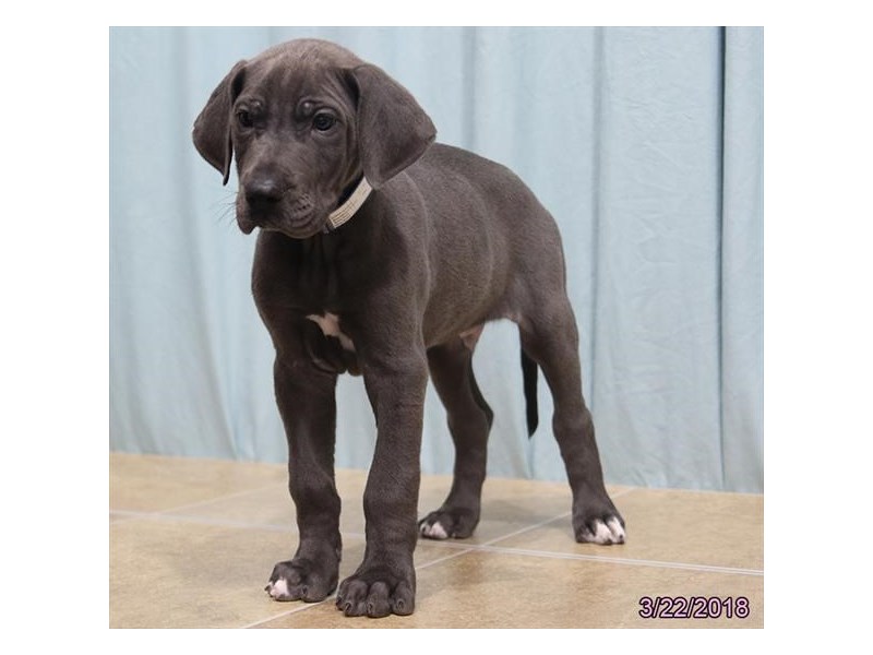 Great Dane