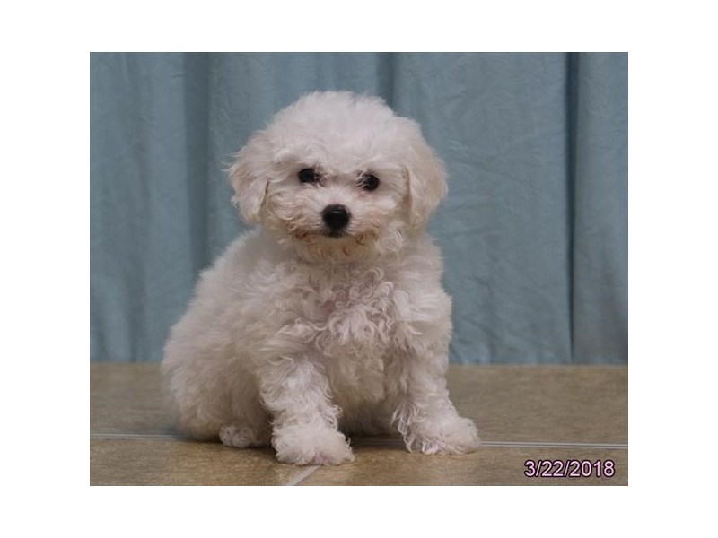 Bichon Frise