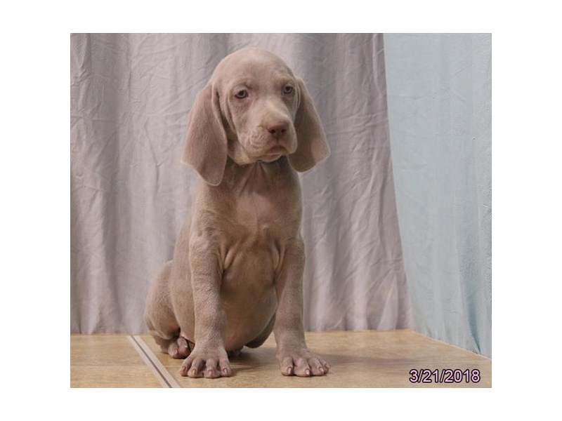 Weimaraner