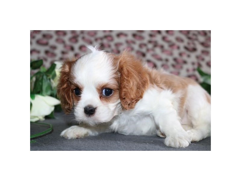 Cavalier King Charles Spaniel