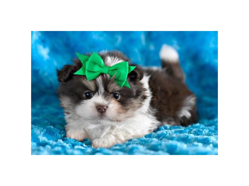 Pomeranian/Shih Tzu