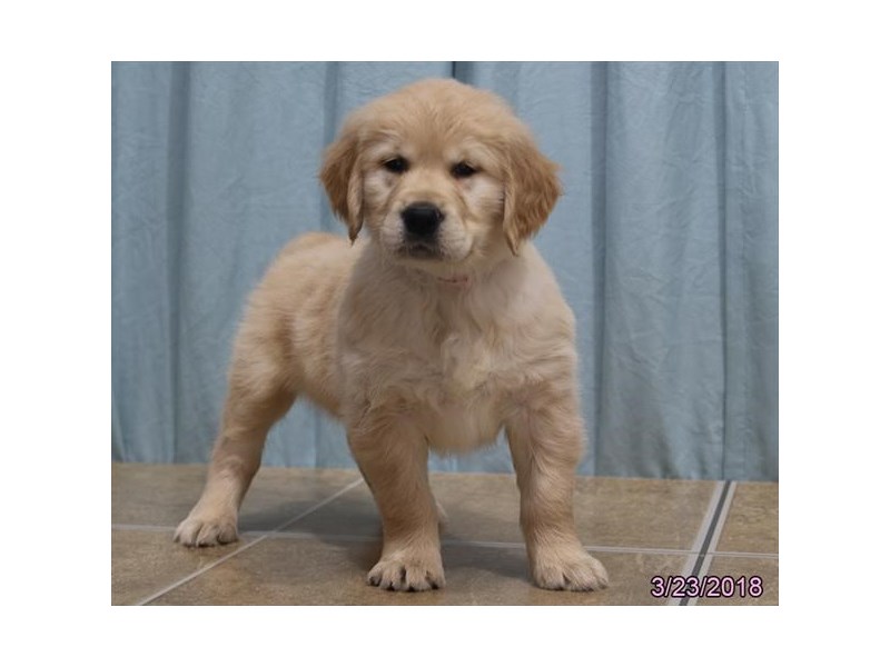 Golden Retriever