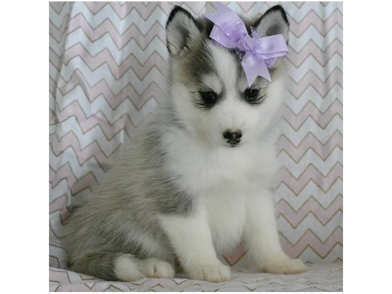 Pomsky