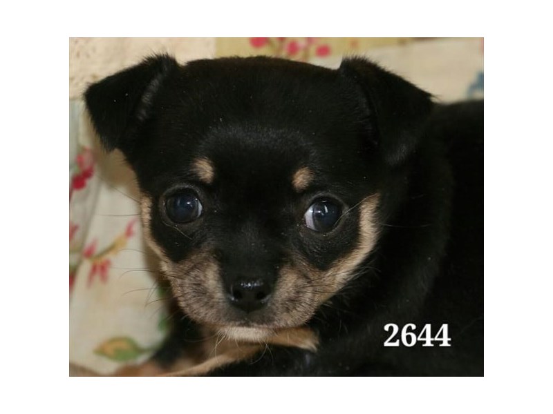 Chihuahua