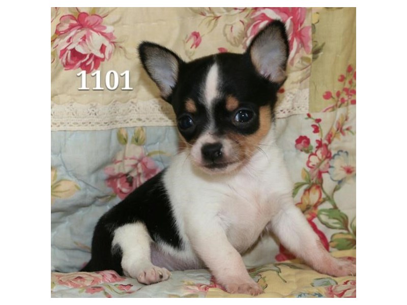 tri colored chihuahua