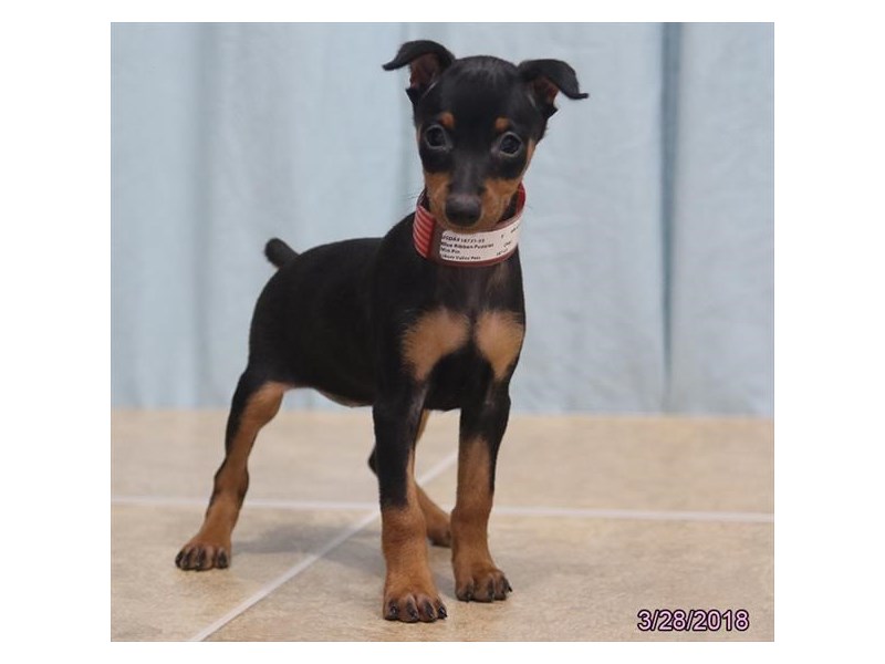 Miniature Pinscher
