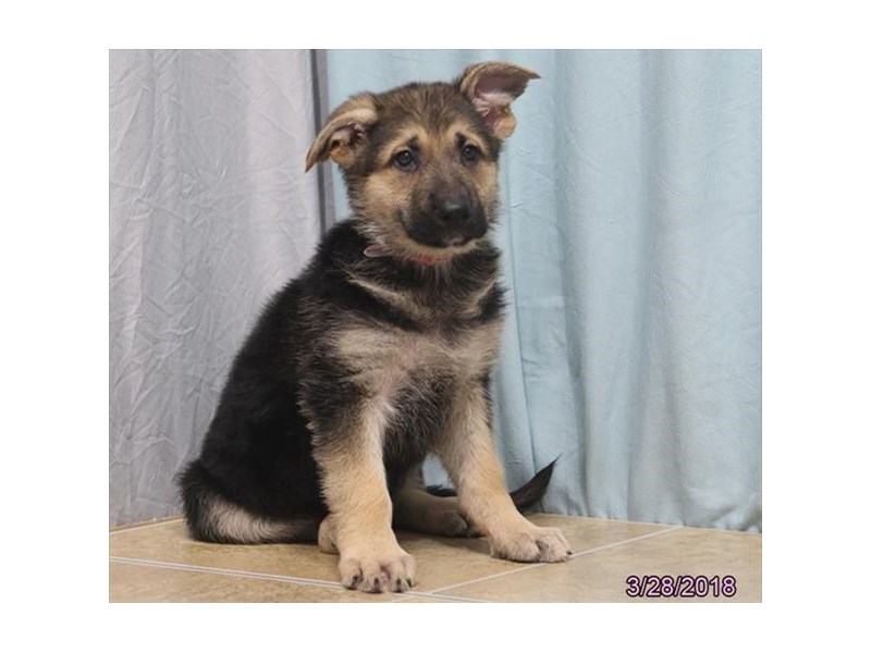 German Shepherd Dog