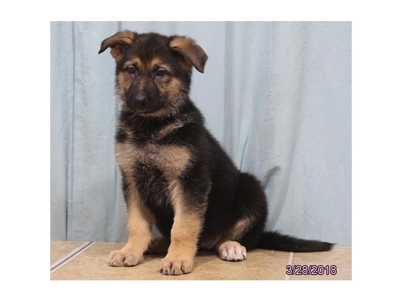 German Shepherd Dog