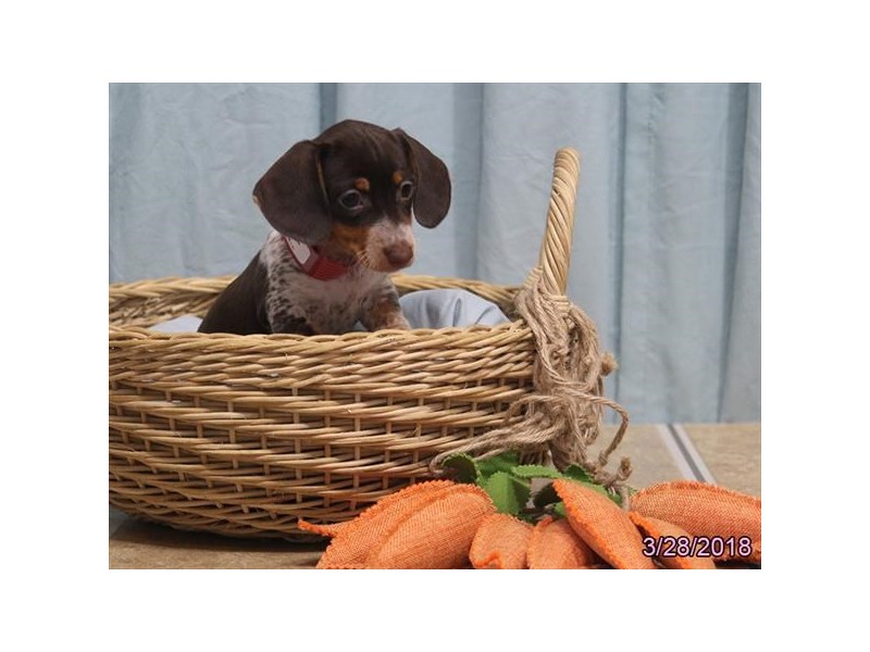 Dachshund