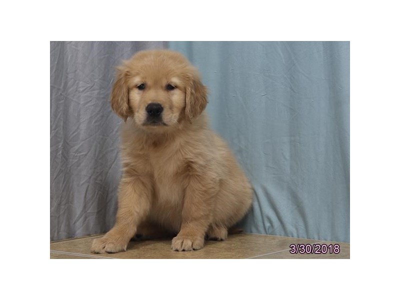 Golden Retriever